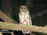 Mottled Owl
